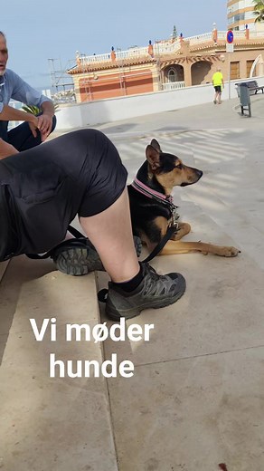 Lær din hund at scanne miljøet 😉 | Onlinehund.dk