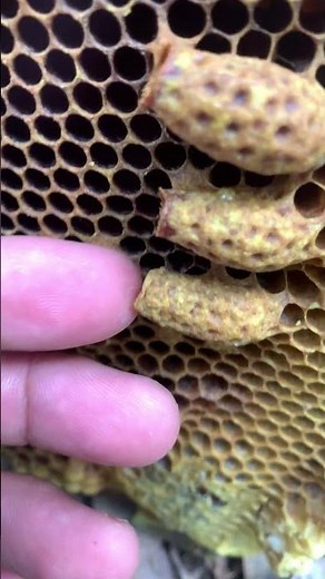 Queen Cell Management 🐝 | Hive Inspection & Swarm Control #Shorts