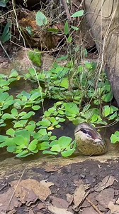 1.2M views · 4K reactions | If you have water features to your garden. You need to watch this﫣 | Simply David & Jen | Facebook