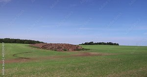 a pile of environmentally friendly manure, which is used as fertilizer, a field with green cereals and a pile of stinking manure