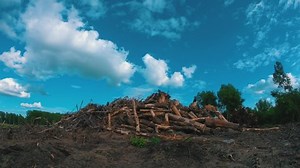 Landfill of felled trees. Logs lie at a construction site. Deforestation dead forest wasteland cut tree trunks all over place laying on dead ground sad view of destroyed nature ecology habitat destruc