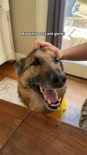 Benson & Jake Zerner on Instagram: "Where did Benson’s ears go?"