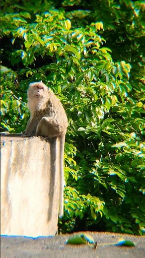 Monkey Lifestyle on the mountains #monkey #animals #monkeyfacts #cute #wildlife #forest #wildlife