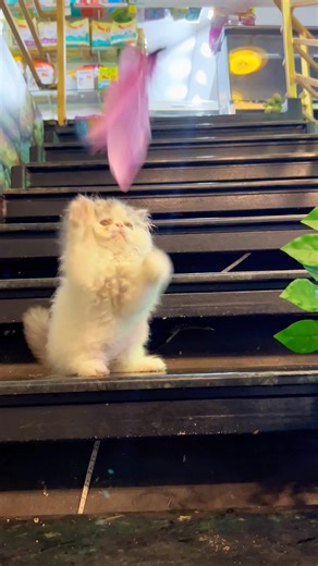 Kitten meowing to attract cats 😻🫶 ! Cat sound ! Cat ! Persian cat sound ! Cat videos ! Meowing
