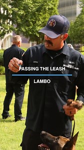 Lambo is ready to serve. The Belgian Malinois “graduated” from training at Ground Zero Emergency Training Center as a search and recovery dog with Oklahoma Task Force 1 Search K9s and the Tulsa Fire Department. Williams is proud to support first responders in the communities where we live and work. https://wmb.link/etc | Williams