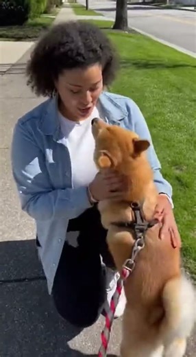 Shiba Happily Greets Everyone on Walk Joyful Moments Unleashed #ShibaInu #DogLovers #CutePets