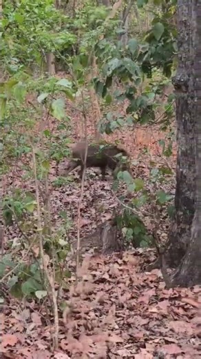 Wild Boar Spotted 🐗