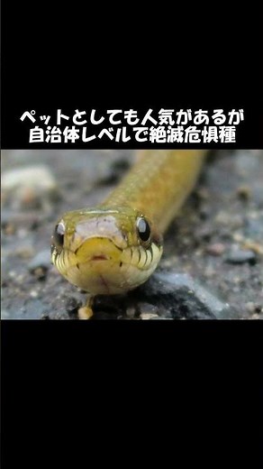 Yukkuri [What Kind of Snake is the Hibakari?] Story