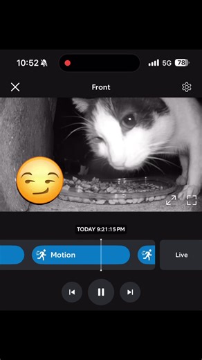 The Alpha Kitten: A Playful Leader Among Cats