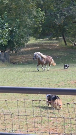 18K views · 1.4K reactions | Mini vs mini: A high speed, low-legged chase #corgi #minihorse #herdingdog #corgisofinstagram #funnyanimalvideos #mommyfarmer #highspeedchase | MommyFarmer | Facebook