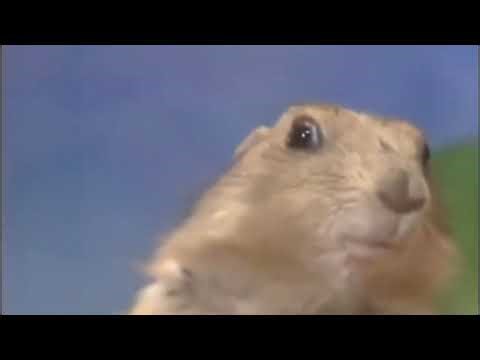 Dramatic Squirrel (Meme - Clip) Chan Chan Chan HD