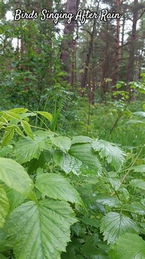 Morning Forest After Rain | Birdsong & Nature Sounds #ForestAfterRain #Birdsong #MorningForest