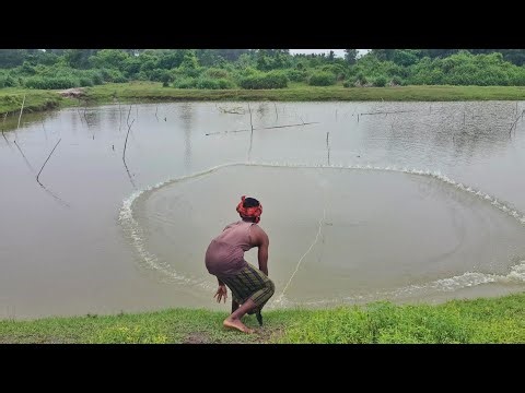 Net Fishing - Big Fish Catching Using by Cast Net in The Village Beautiful Pond