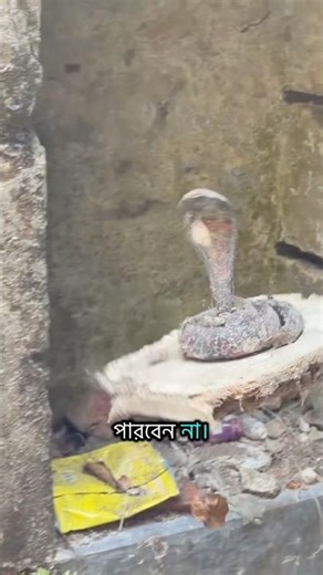 280 Years Old Zamindar Bari Where Manasa Puja Was Held | Haunted Barishal Estate