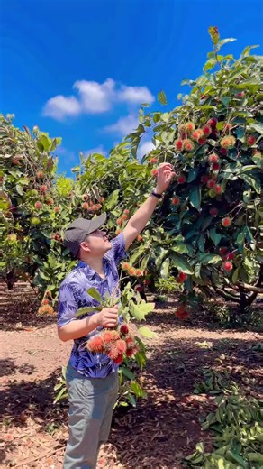 Exploring a Tropical Fruit Orchard: Rambutan Harvesting Tips