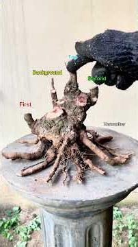 Tranform a complecated bonsai material into informal upright basic movement #bonsai #garden #nature