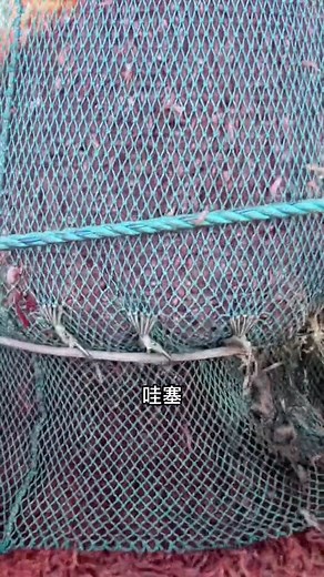 原來大部分人吃不到新鮮的海蝦，分享捕蝦船捕蝦全過程。 #捕蝦船 #漁船 #蝦 #fblifestyle | 探索兄弟