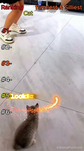 Ranking the Funniest & Silliest Cat Reactions 😂🐱 | part 1 | Try Not to Laugh! #rank #top #shorts