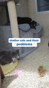 13K views · 88 reactions | Make one of these adorable, adoptable...