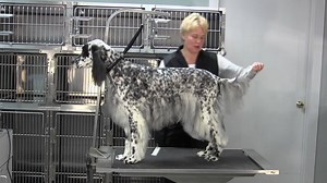 Grooming the English Setter | Grooming Professors