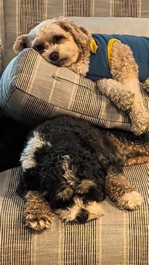 When you and your bestie agree that doing absolutely nothing is the best plan 🛋️🐾💤