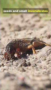 Mole Cricket — Underground Sound Architects