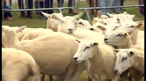 The future of the UK sheep farming industry after June's Brexit vote dominated a major show in Malvern today | BBC Birmingham