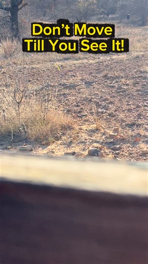 Bob Smiley - Comedian | Did you spot it before it moved? 👀 #acme #wilecoyote #godsoncountry #bobsmiley #nature | Instagram