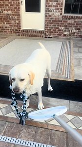 28K views · 1.1K reactions | Busters great escapes #bustersworld #fblifestyle | Buster's World | Facebook