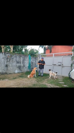 #akita (Japanese Akita) Practice Obedience Training with Distraction Board & Train @ Heizhen K9 Training Service, Dog Trainer & Dog Show Handler #dogtrainer #dogtraining #obediencetraining #dogschool #dogboarding #dogboardingbusiness #dogboardandtrain #dogboardinglife #dogboardingkennels | Heizhen K9 Training Service, Dog Trainer & Dog Show Handler