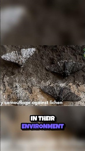 Peppered Moths in Natural Selection Process During Industrial Revolution