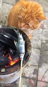 34K views · 411 reactions |  Your fish is raw | 9GAG Aww | Facebook