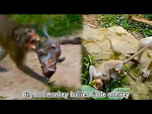 Abandoned by his mother, the baby monkey was beaten and bullied by a big monkey.