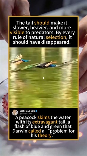The Tail That Defies Natural Selection#Peacock #Evolution #Darwin