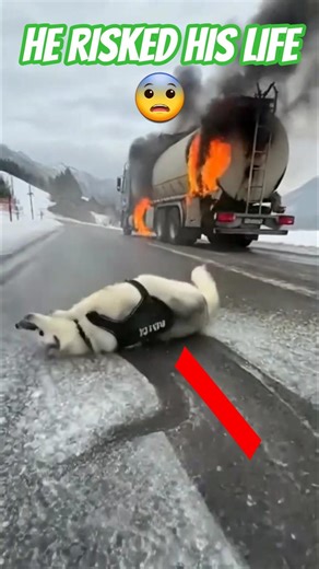 Hero Husky Saves Lives 🤔
