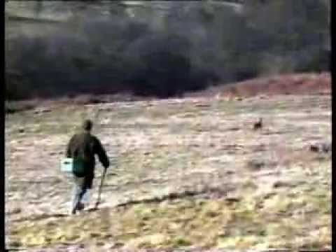 Lurcher training part one, from pup to lamping