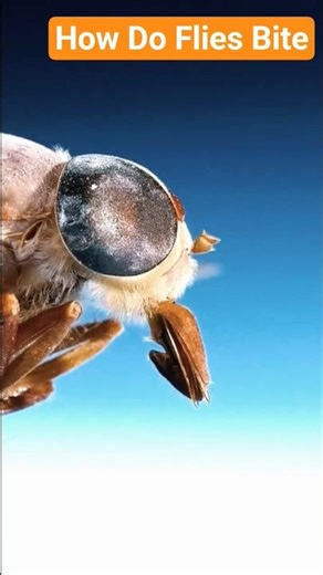 How Do Flies Bite #truestory