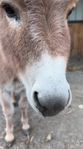 1.2K reactions · 35 shares | My alarm clock says it’s time to “Wake Your Ass Up”! ⏰𢡊⏰ #miniaturedonkeys #donkeysaremyspiritanimal #donkeylove #ilovedonkeys #donkeys #mammothdonkey#farmgirl #donkeytime #donkeykicks #donkeyfun #donkeyass #babydonkey #crazydonkeylady | Hee-Haw Hollow | Facebook