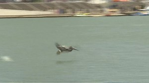 Climate change threatens Texas brown pelican habitat