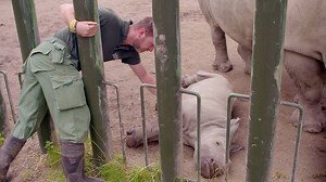 5.9K views · 182 reactions | They may look tough, but rhinos have very sensitive skin and love to be touched- little Zuko loves a belly rub like his father Chaka! Tune in this week to The Zoo TV Series at 7:30pm on RTÉ One for more from the rhino herd and some tiger romance... | Dublin Zoo | Facebook