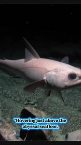 Meet the Abyssal Grenadier—a deep-sea fish known for its long tapering body, large eyes, and ability to survive in the abyssal zone. #DeepSeaLife #OceanMysteries #marinelife #explore #fbreelsfypシ゚ | EarthPulse Vibes