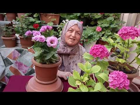 Let's get to know this Lisianthus tulip flower, the masterpiece of my garden.