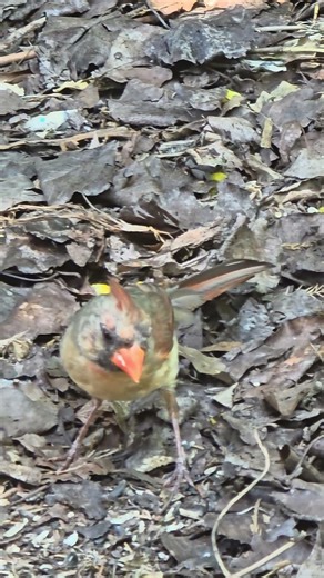 Peaceful Female Northern Cardinal Moments
