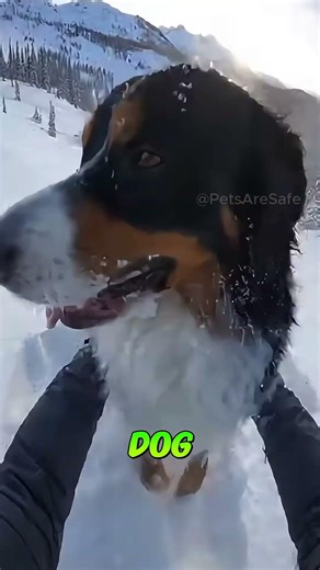 Stray Dog Trapped Under Snow Gets Miraculous Rescue #rescue #emotional #animals