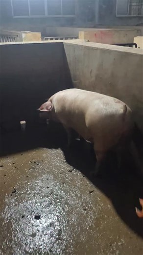 PiggFarming on Instagram: "3 Ways to Raise Pigs for BIG Farmhouse Profits! 🐷💰 Want to turn pig farming into a highly profitable business? In this video, we’ll show you three powerful ways to raise pigs in a farmhouse setting and maximize your earnings. Whether you’re just starting out or already farming, these practical tips will help you boost your farm’s profitability while ensuring your pigs grow healthy and strong. We’ll cover: ✅ The best pig breeds for fast growth and high returns ✅ Feedi