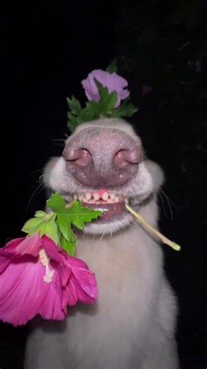 🥺🐾🐾🐾Subscribe. New video every hour!!!🥺🐾🐾🐾 #animal #petlover #petlife #cat #dog