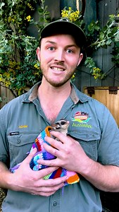 Squirrel Glider facts with Ranger Adam and Gamora! This tax time, make your tax donation to Aussie Ark and start your journey to making a difference. Donate Now! https://bit.ly/AATaxAppeal2023 | Aussie Ark