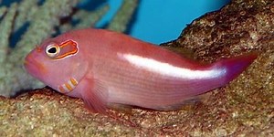 Arc eye hawkfish - Alchetron, The Free Social Encyclopedia