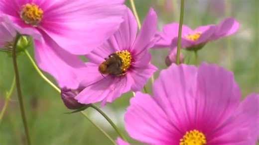 直径約１０センチの大きな花が風に舞う　真庭市の北房地域で秋を彩るコスモス「秋咲巨大輪」が見頃【岡山】 |  OHK　岡山放送