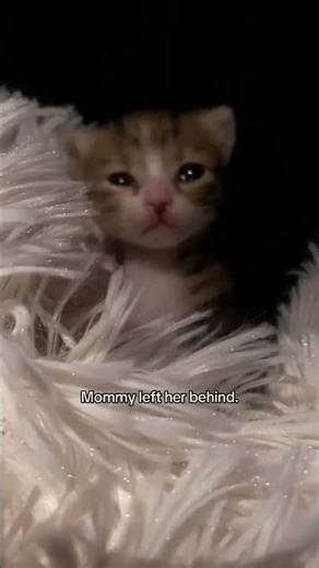 kitten sad story shorts #cat #cats #kitten #sad #sadstory #animalshorts #kindness